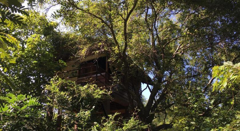 The Inn On The Tree シギリヤ エクステリア 写真